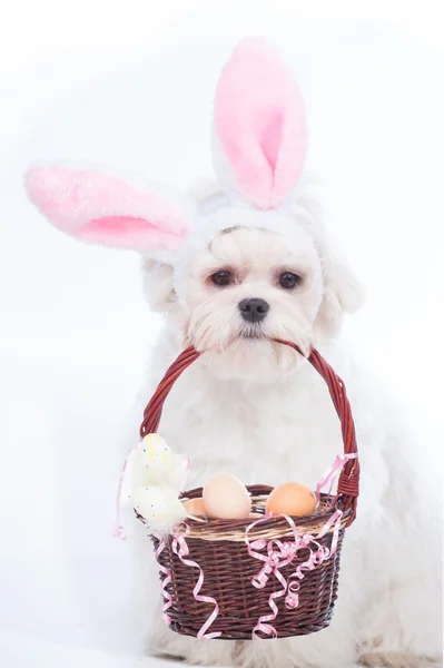 Bunny Maltese — Stock Photo, Image