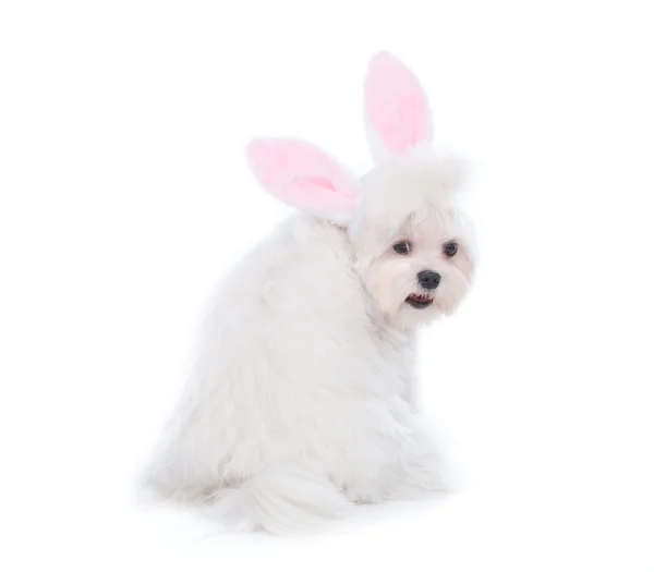 Bunny Maltese — Stock Photo, Image