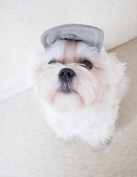 Cute Maltese — Stock Photo, Image