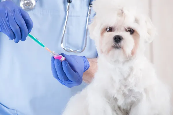 Veteriner köpeği ve istemci — Stok fotoğraf