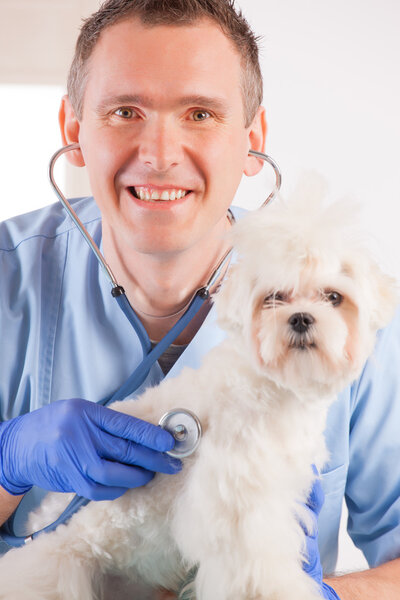 Ветеринар и собака
