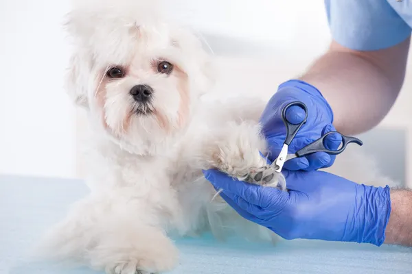 Veterinär trimning claws — Stockfoto