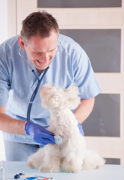 Beroepsonderwijs en-opleiding en hond — Stockfoto