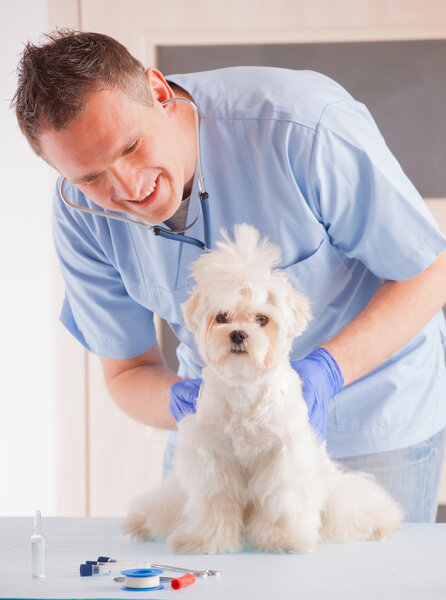 Ветеринар и собака
