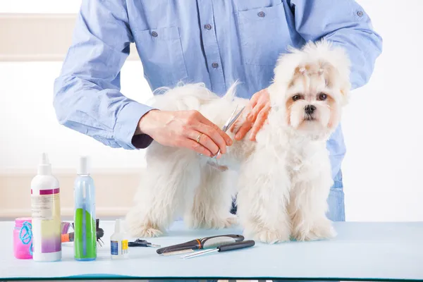 Preparação de cães — Fotografia de Stock