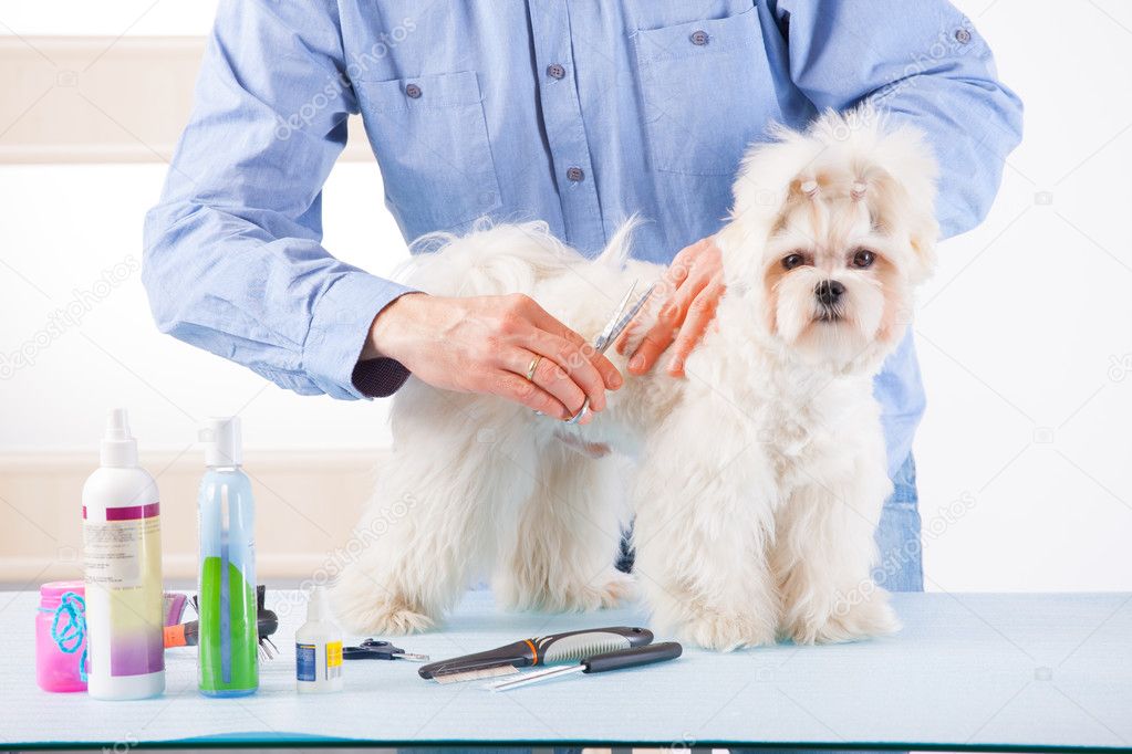 Dog grooming