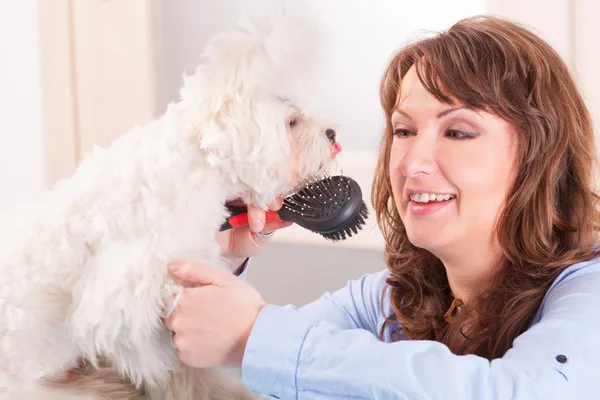 Köpek bakım — Stok fotoğraf