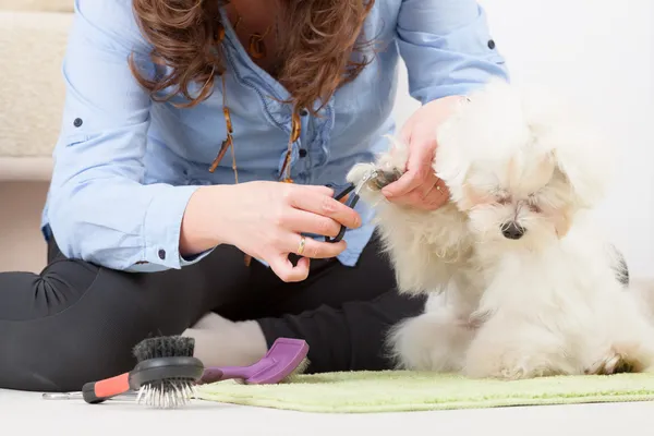 Köpek bakım — Stok fotoğraf