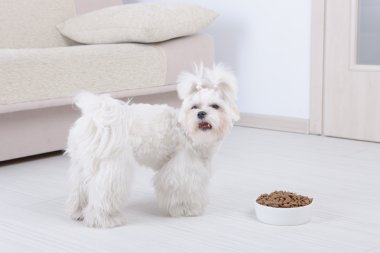 köpek ve kuru gıda