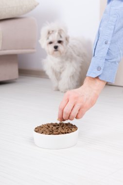 kuru mama ile köpek
