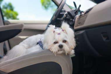 Dog in car clipart