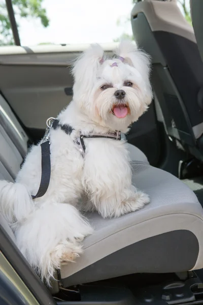 Chien en sécurité dans la voiture — Photo