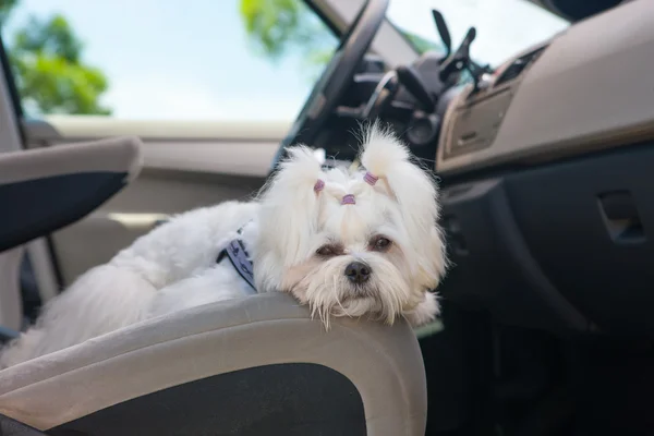 Dog in car — Stock Photo, Image