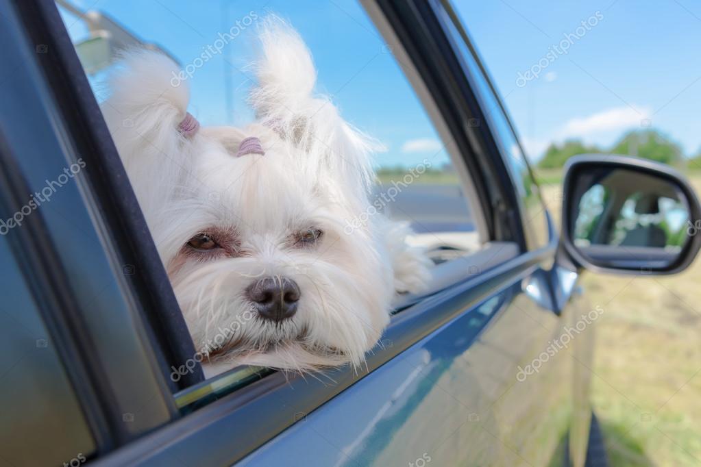 Dog sitting in a car — Stock Photo © Amaviael 27032193