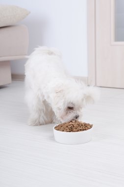 kuru mama yiyen köpek