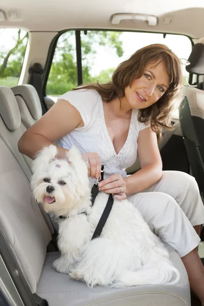 Chien en sécurité dans la voiture — Photo