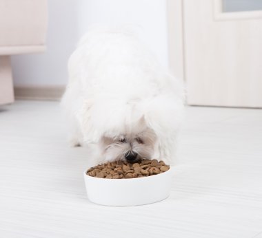 kuru mama yiyen köpek