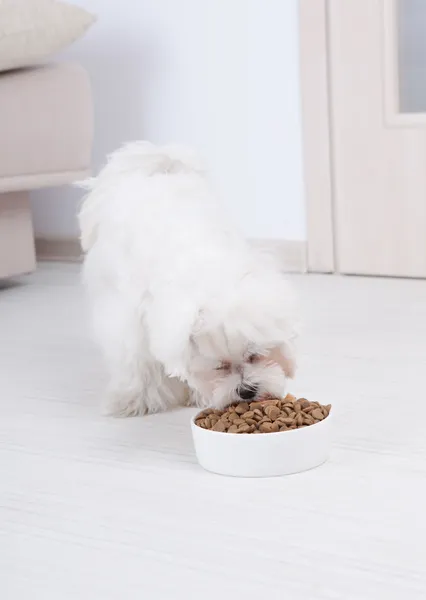 Cão comendo alimentos secos — Fotografia de Stock