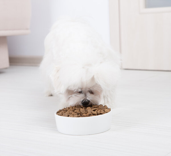 Dog eating dry food