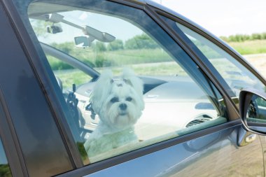 hond in een auto zit