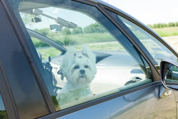 Perro sentado en un coche — Foto de Stock