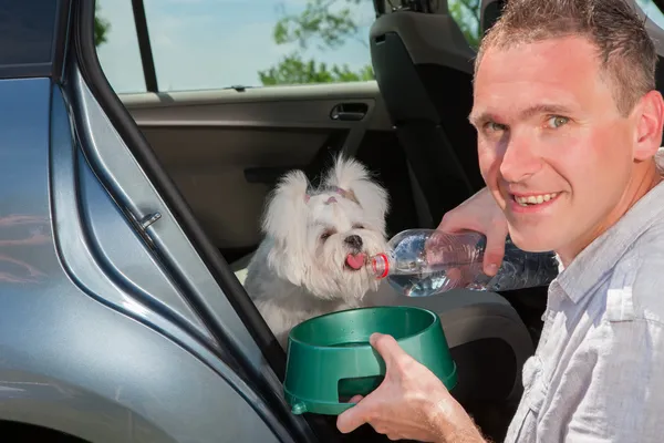 Drinkwater voor honden — Stockfoto