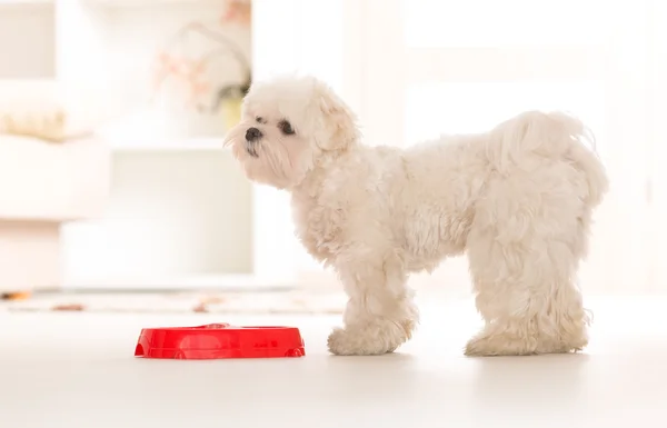 Hund äta mat från en skål — Stockfoto