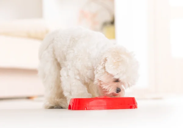 Dog eating food from a bowl — Stock Photo, Image