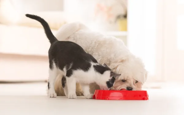 Cão e gato comendo comida de uma tigela — Fotografia de Stock