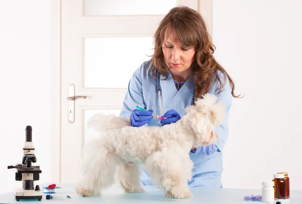 Bir köpek tutan kadın veteriner — Stok fotoğraf