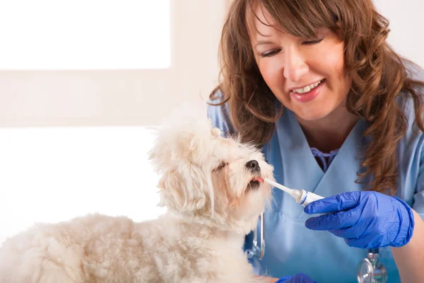 Vrouw dierenarts met een kleine hond — Stockfoto