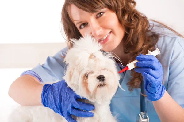 Женщина ветеринар держит собаку — стоковое фото