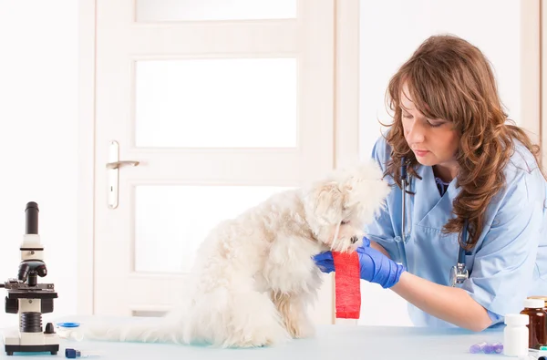 Vrouw met een hond dierenarts — Stockfoto