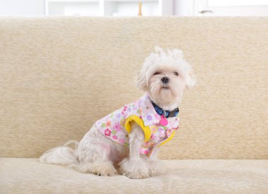 kanepe üzerinde köpek