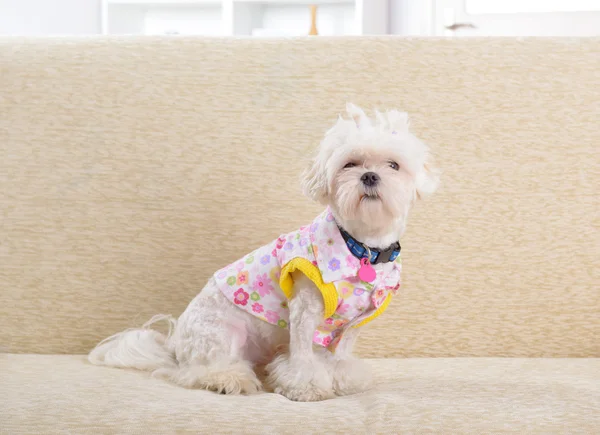 Dog on sofa — Stock Photo, Image