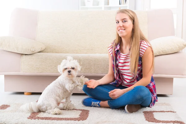 Lindo perro maltés dando una pata — Foto de Stock