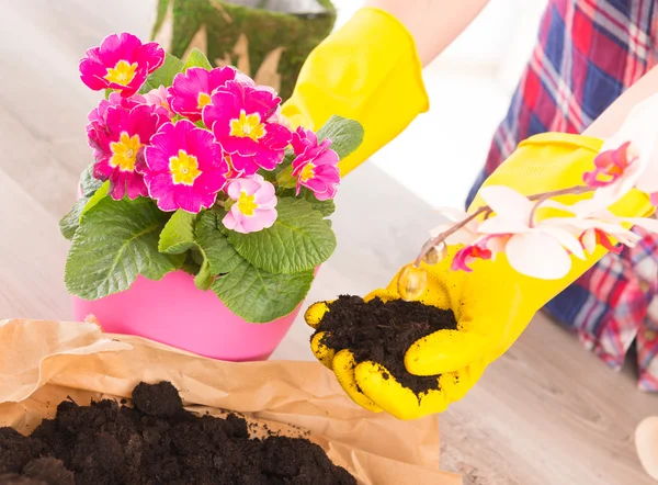 Plantering colorfull blommor i en blomkruka — Stockfoto