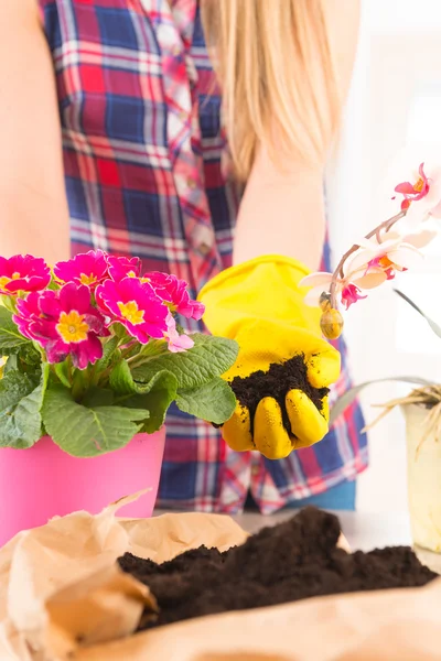 Planting colorful flower in a flowerpot — Stock Photo, Image