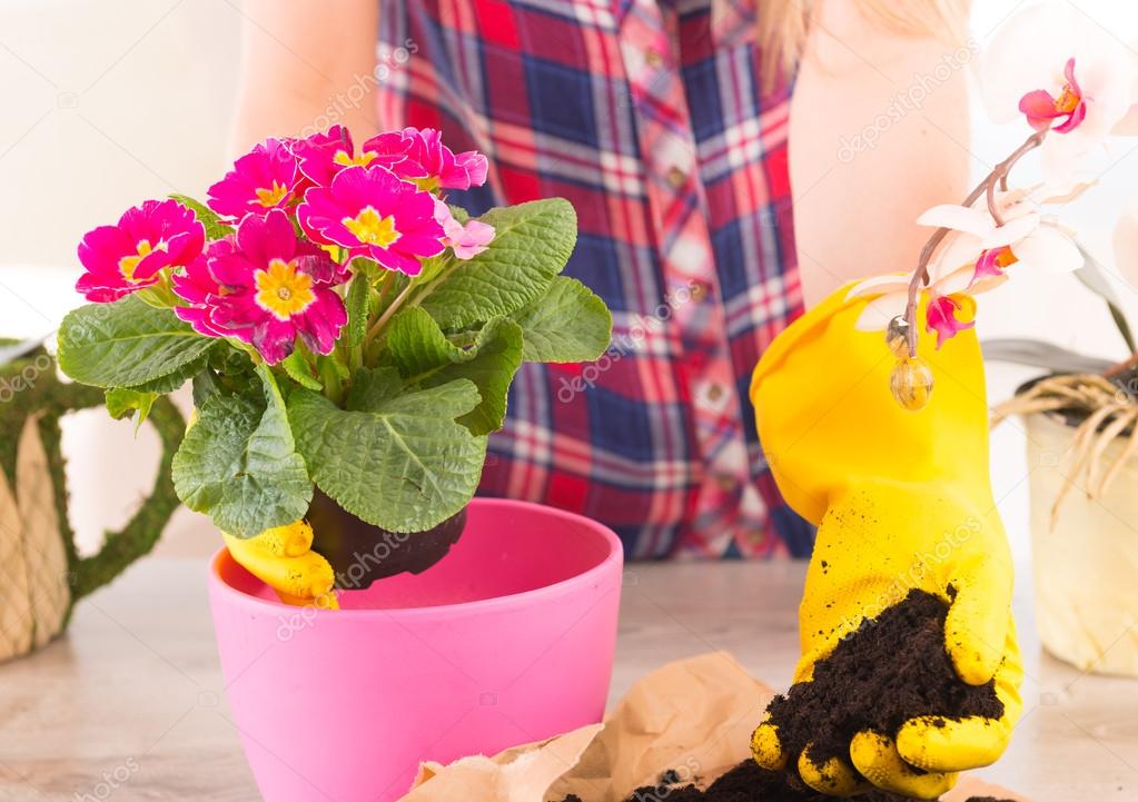 Planting colorfull flower in a flowerpot