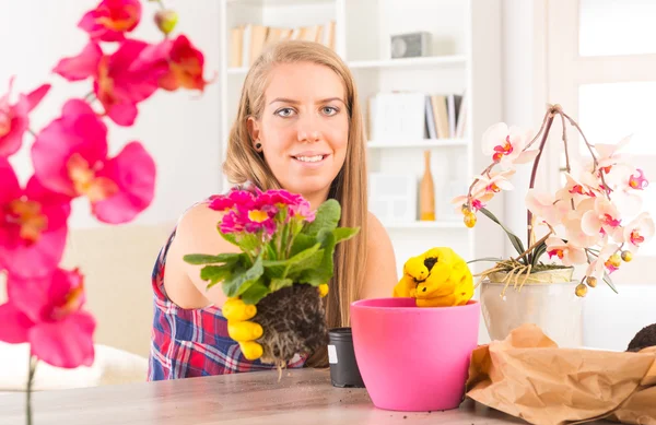 カラフルな花、植木鉢に植える — ストック写真