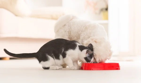 Cão e gato comendo comida de uma tigela — Fotografia de Stock