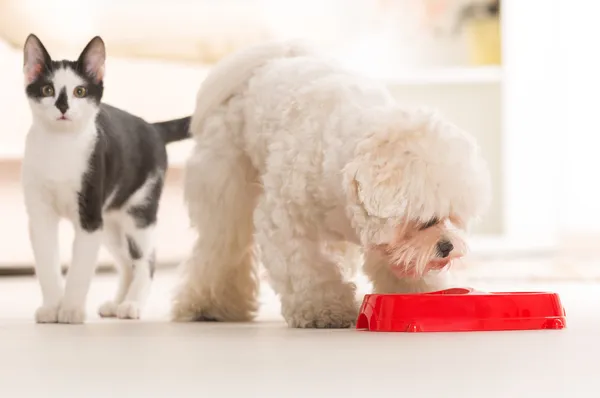 Perro y gato comiendo comida de un tazón — Foto de Stock
