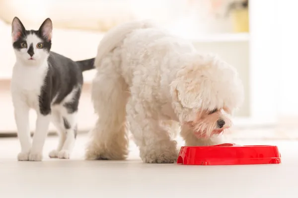 Hund und Katze fressen Futter aus einer Schüssel — Stockfoto