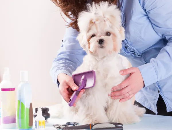 Toelettatura del cane — Foto Stock