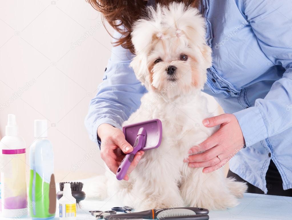 Dog grooming