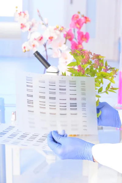 Analizando OGM de DNA — Fotografia de Stock