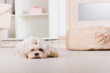 küçük bir köpek vasıl ev döşeme