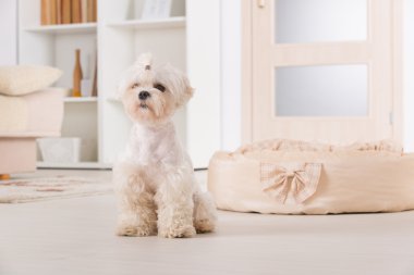 genç, küçük köpek vasıl ev