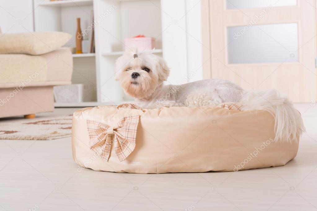 Dog on the dog bed