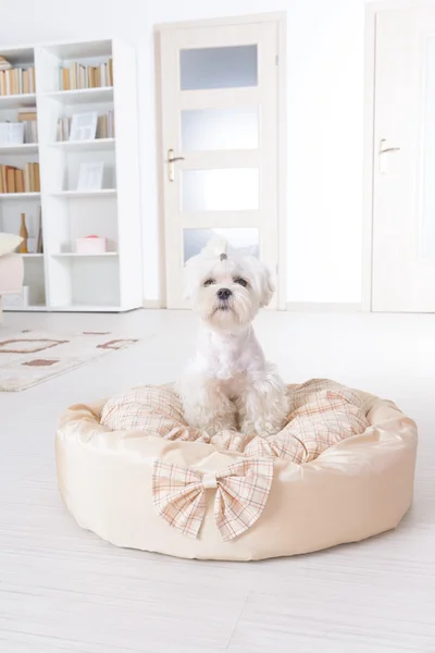 Hund auf dem Hundebett — Stockfoto